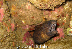 Keep Out!!!.............Undulated moray,Ulua beach,Maui,H... by Jozef Butala 